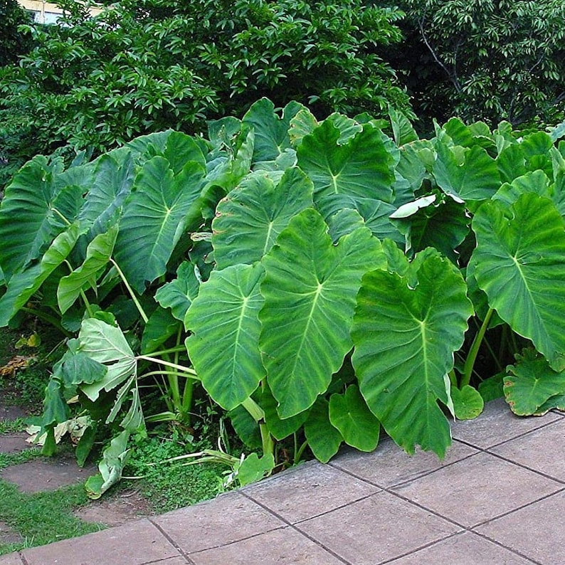 thailand elephant ear plant Homegrown Giant Colocasia Gigantea Elephant Ear Plant Bulbs (Ready to Sprout)