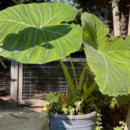 Homegrown Giant Colocasia Gigantea Elephant Ear Plant Bulbs (Ready to Sprout)
