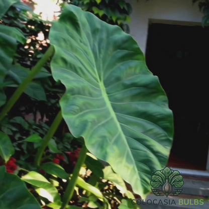 Homegrown Giant Colocasia Gigantea Elephant Ear Plant Bulbs (Ready to Sprout)