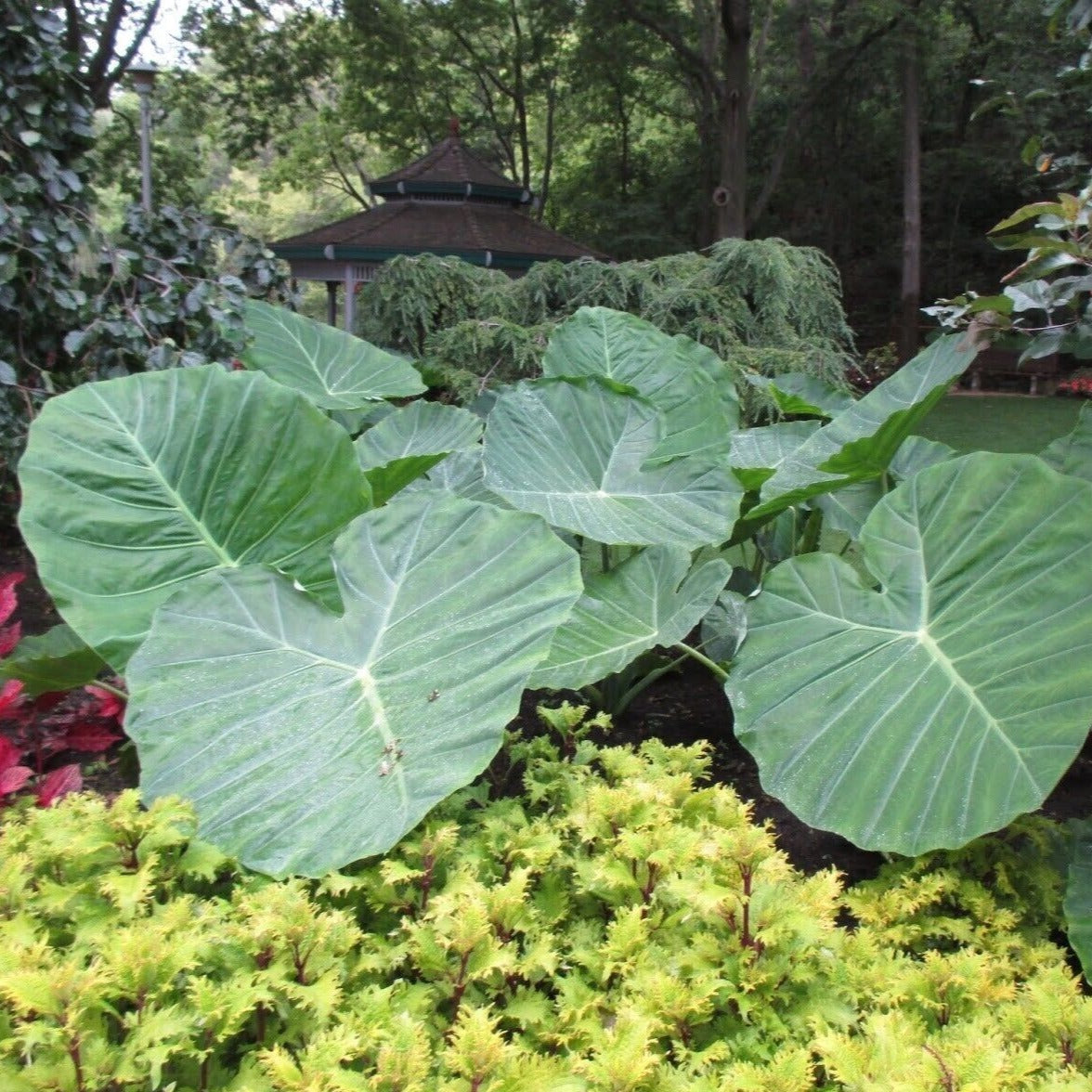 giant elephant ear plants for sale near me Homegrown Giant Colocasia Gigantea Elephant Ear Plant Bulbs (Ready to Sprout)