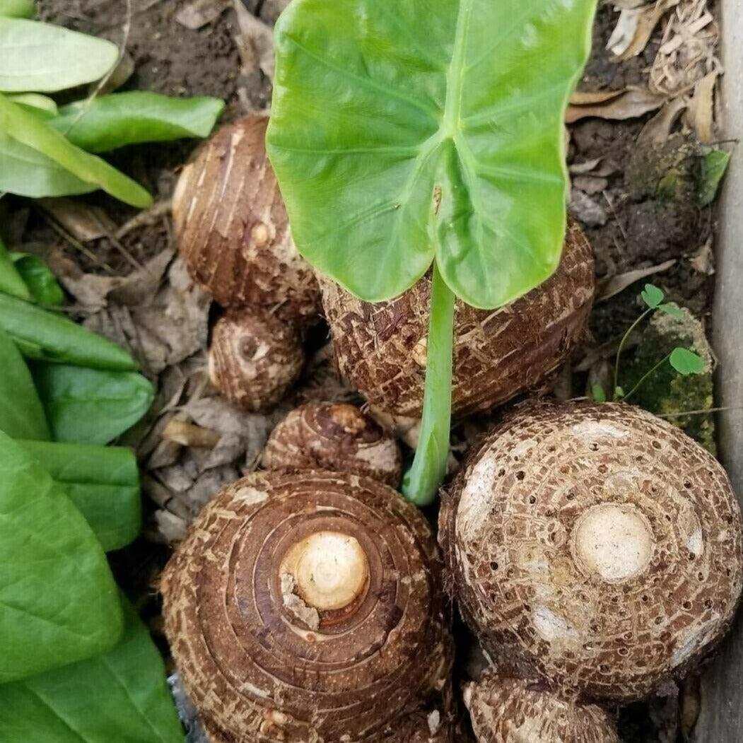 elephant ear bulbs planting Homegrown Giant Colocasia Gigantea Elephant Ear Plant Bulbs (Ready to Sprout)