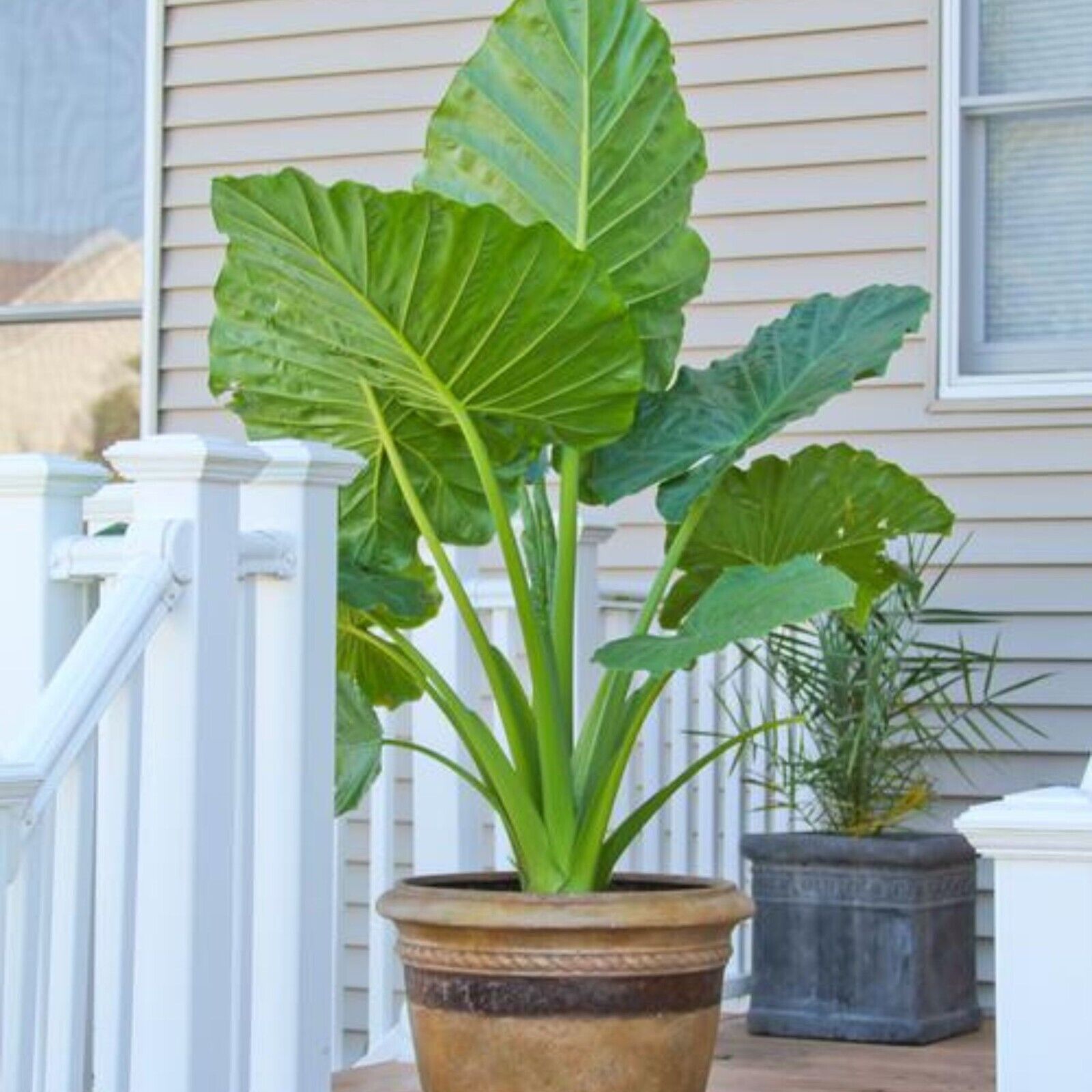 elephant ear plant san diego Homegrown Giant Colocasia Gigantea Elephant Ear Plant Bulbs (Ready to Sprout)